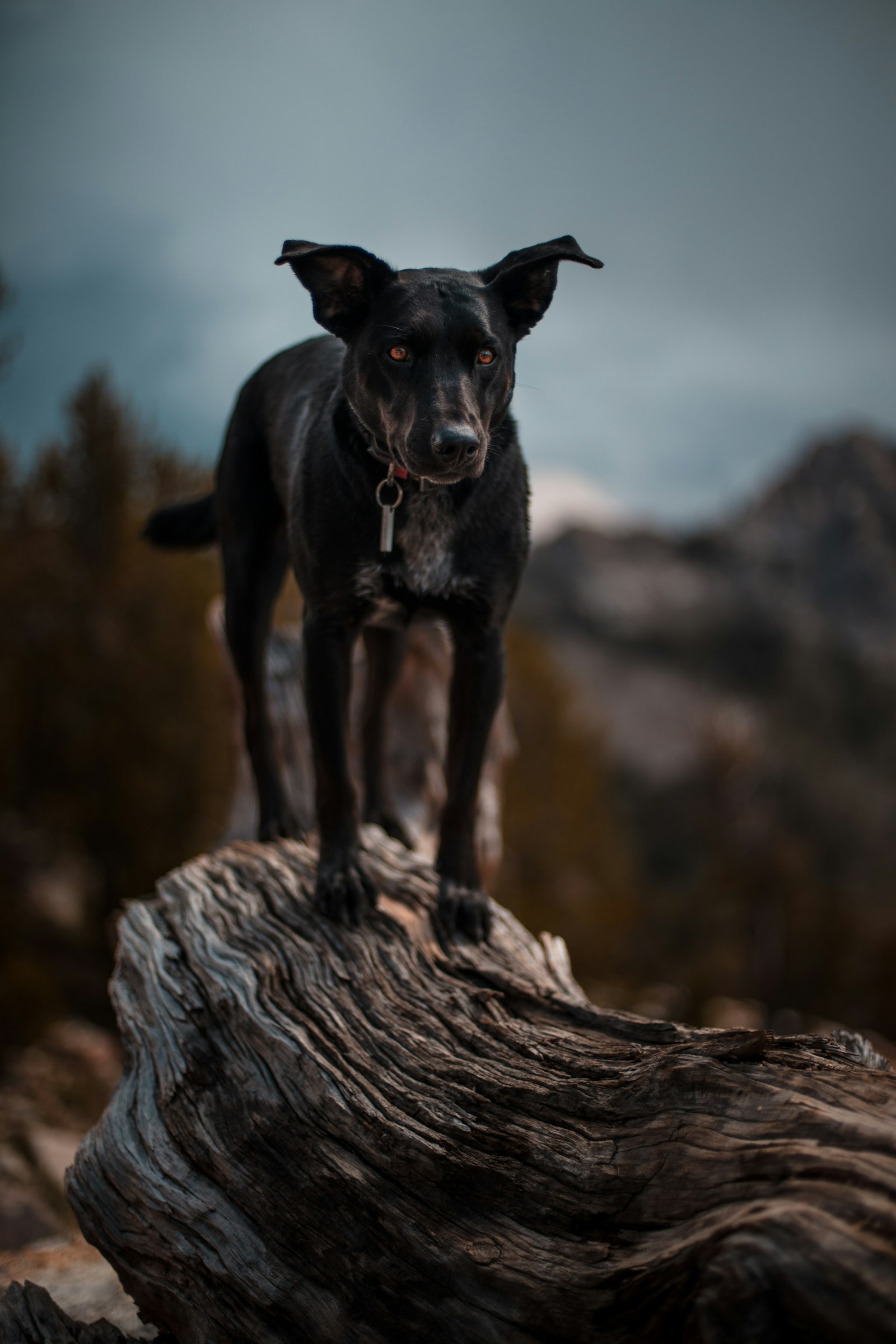 Canon EOS 5DS + Canon EF 50mm F1.4 USM sample photo. Black dog on wood photography