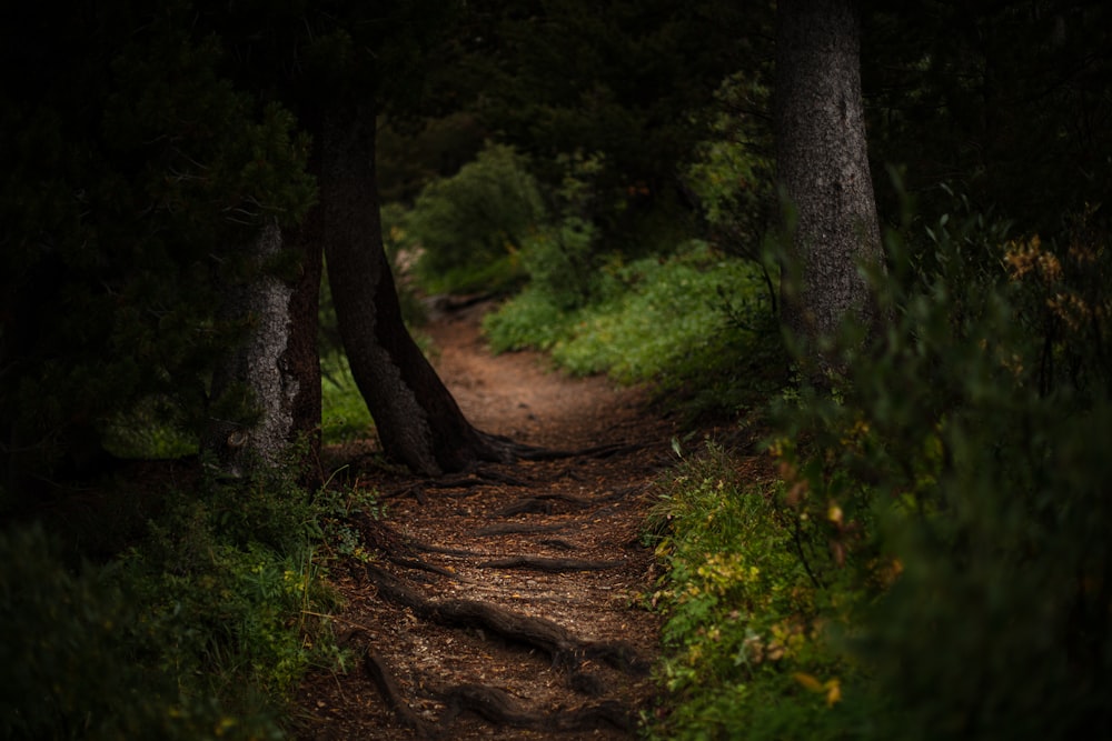 a path in the woods with trees on both sides