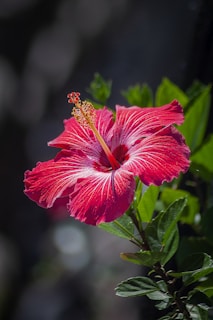 red hibiscus flower