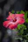 red hibiscus flower