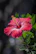 red hibiscus flower