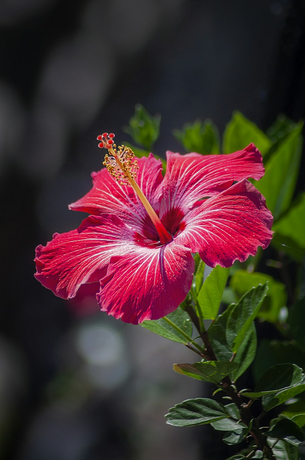 赤いハイビスカスの花