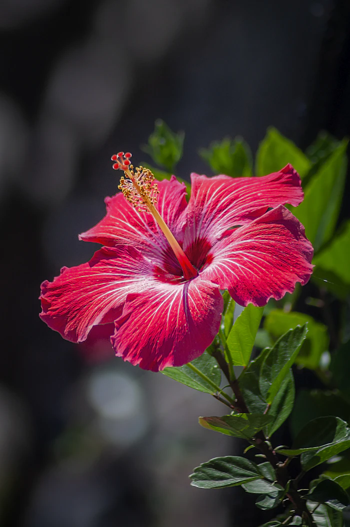 Red hibiscus flower