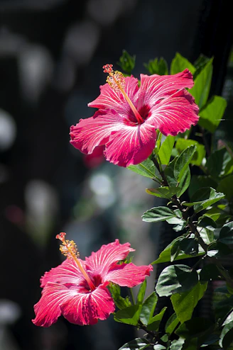 two pink hibiscus flowers
