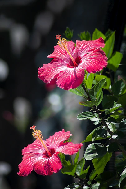 two pink hibiscus flowers