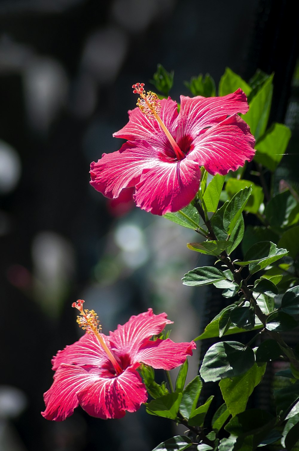 dos flores de hibisco rosadas