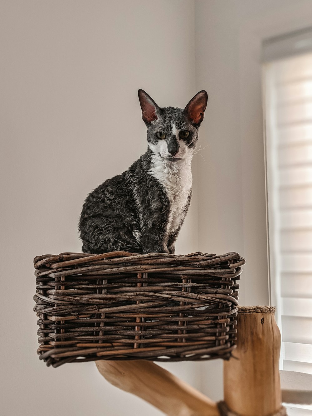 籐ラックの灰色の猫