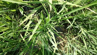 A close-up view of lush, green grass with blades overlapping each other. The grass appears vibrant and healthy, growing densely in what seems to be a water-logged area or paddy field.