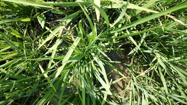 A close-up view of lush, green grass with blades overlapping each other. The grass appears vibrant and healthy, growing densely in what seems to be a water-logged area or paddy field.
