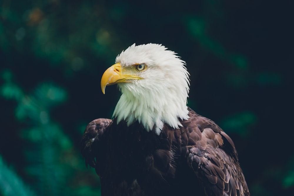 macro photography of bald eagle