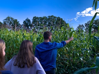 A group of people stands at the edge of a lush cornfield, with tall green stalks reaching up toward a clear blue sky. One individual, wearing a blue checkered shirt, gestures towards the corn, possibly discussing or observing something. The scene is set against a background of trees and partial white clouds.