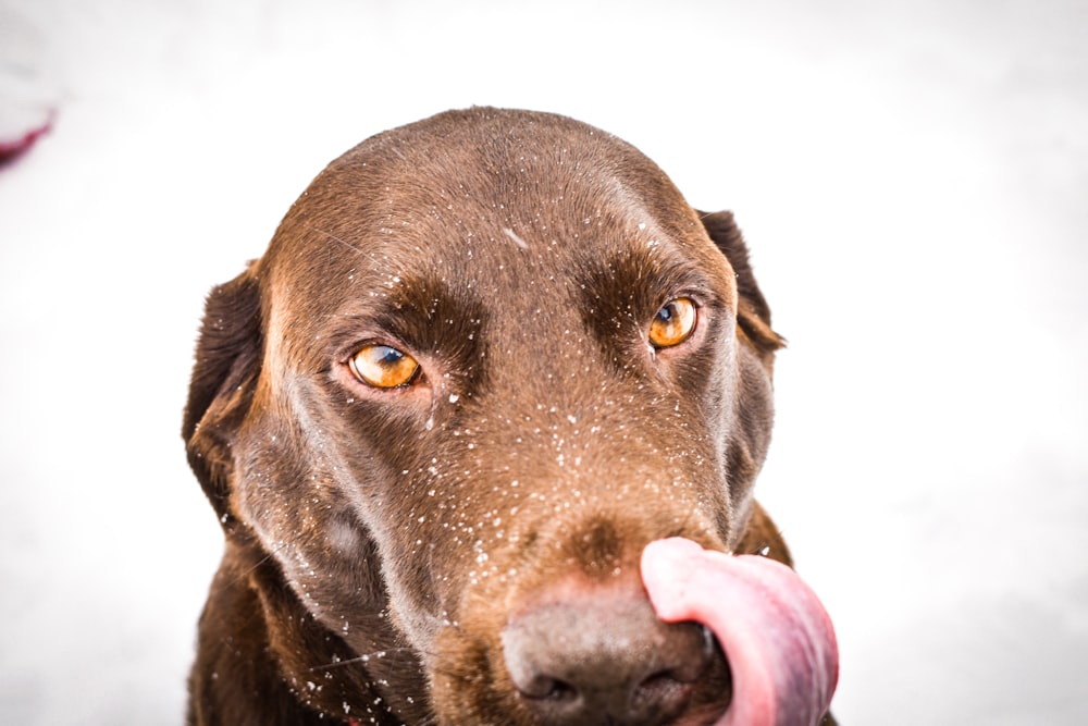 adult chocolate Labrador retriever