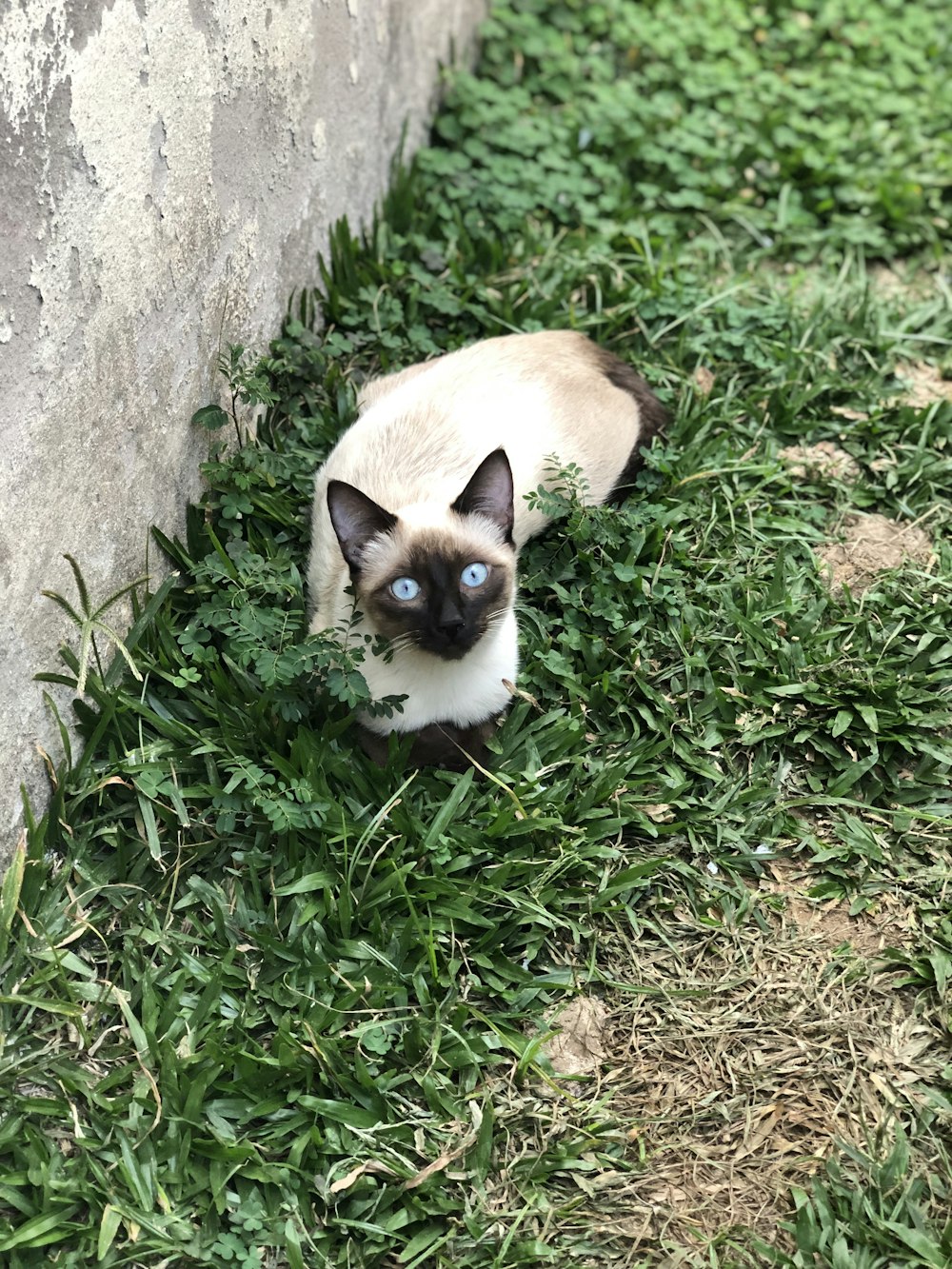 adult Himalayan cat lying on grass beside wall