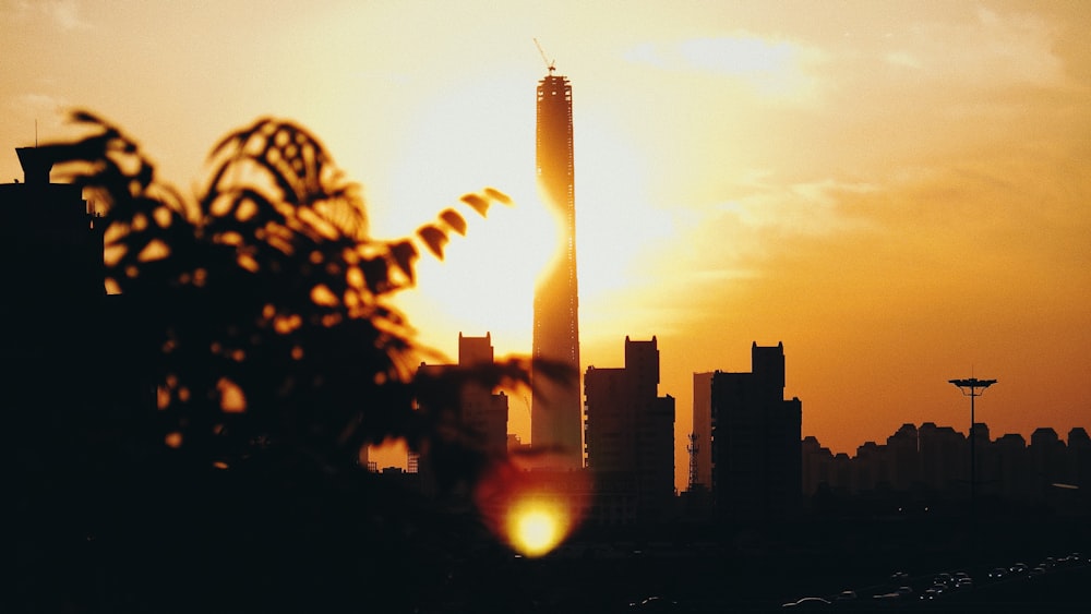 silhouette of trees and buildings