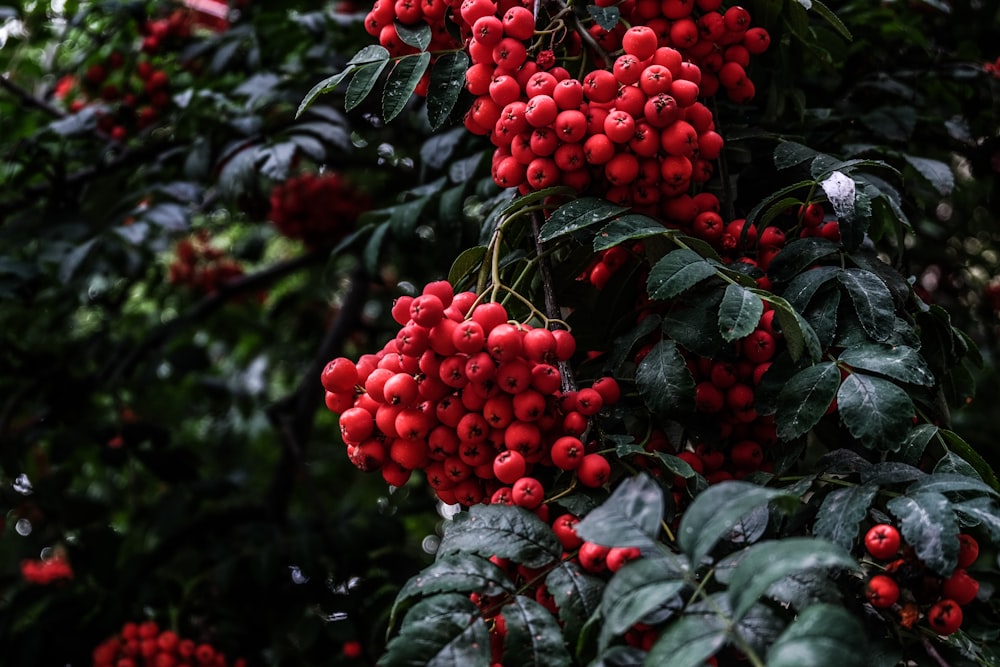 bunch of red fruits