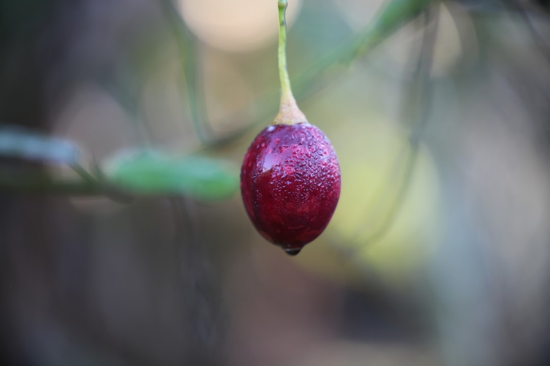 macro photography of fig fruit