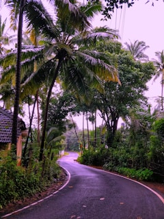 A winding path through tall sugarcane stalks leading to a quaint rural homestay.
