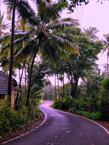 A winding path through tall sugarcane stalks leading to a quaint rural homestay.