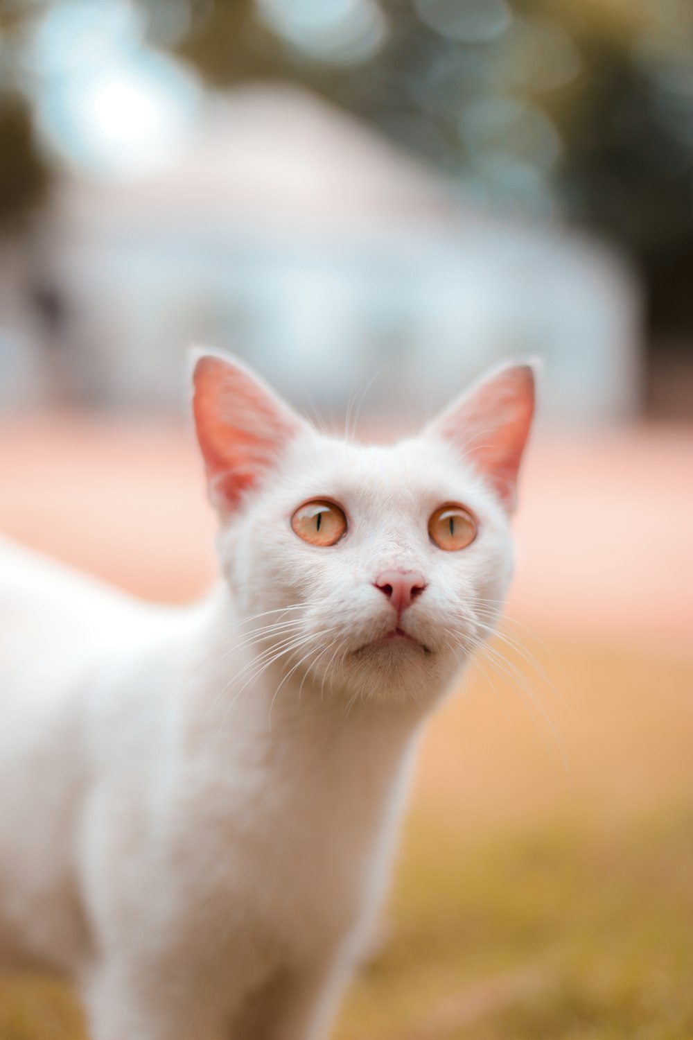 selective focus photography of cat