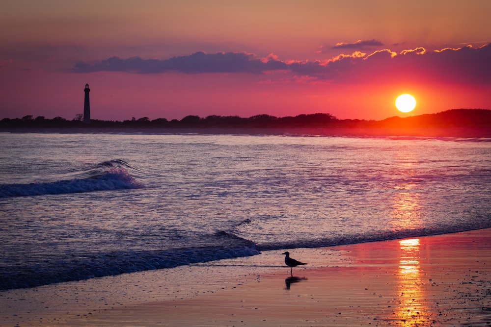 silhouette photography of bird on seashore during golden houir