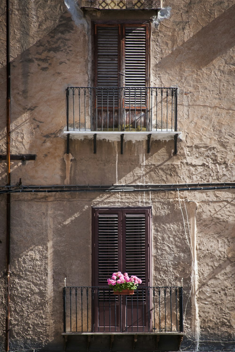 pink petaled flower on balustrade