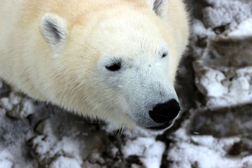closeup photography of polar bear