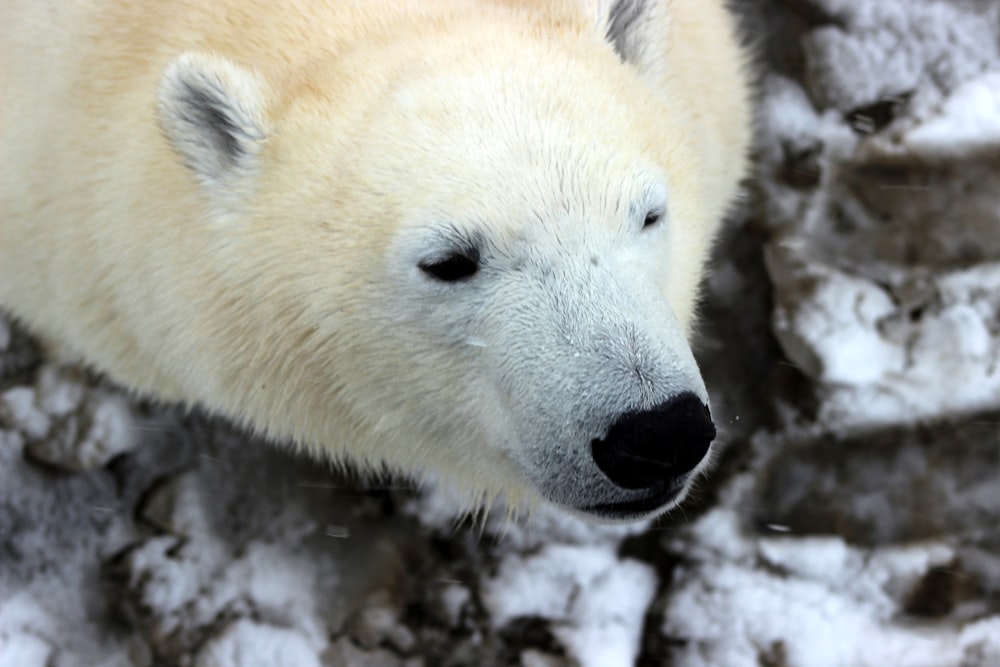 ホッキョクグマのクローズアップ写真