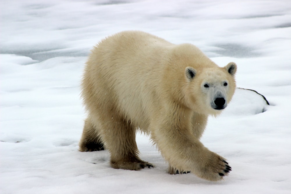 polar bear