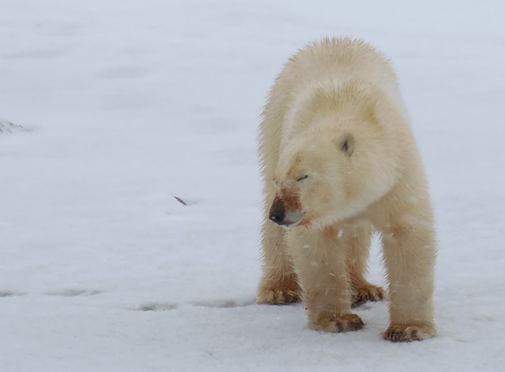 white polar bear