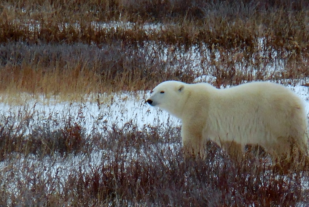 polar bear at middle of field