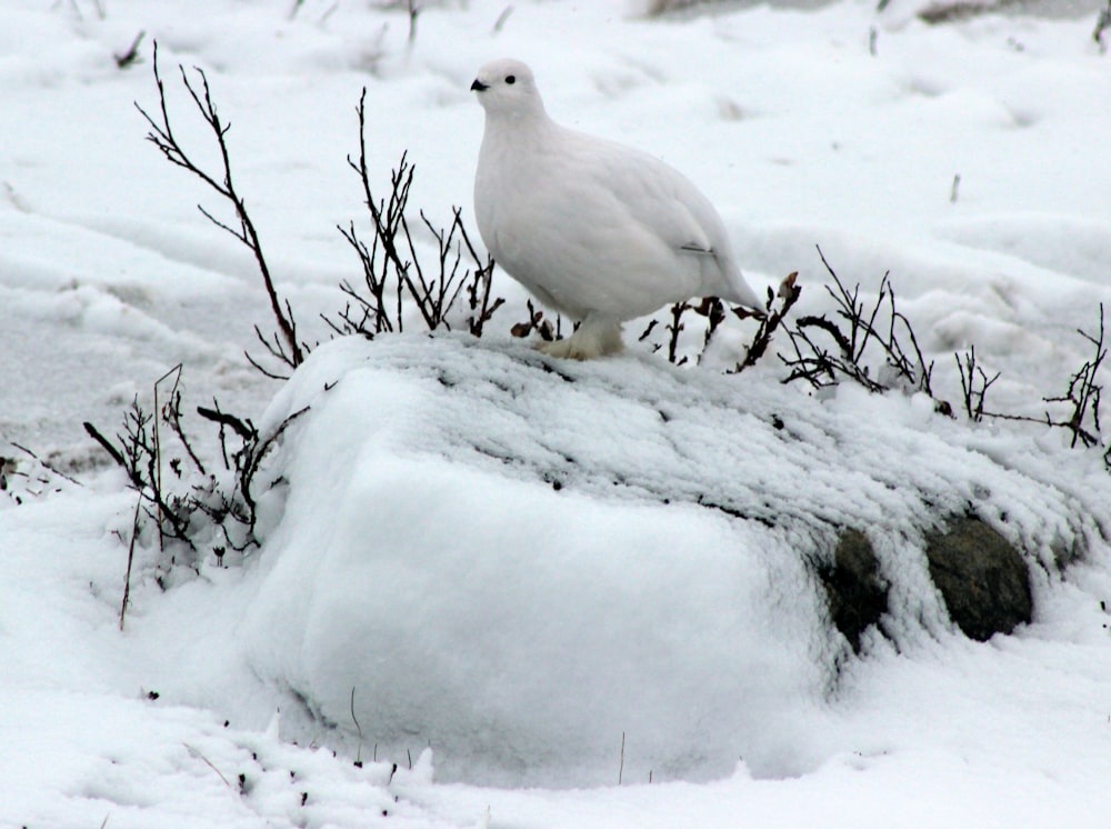 oiseau blanc perché sur le rocher enneigé