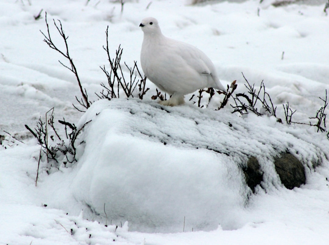 Wildlife photo spot Churchill Manitoba