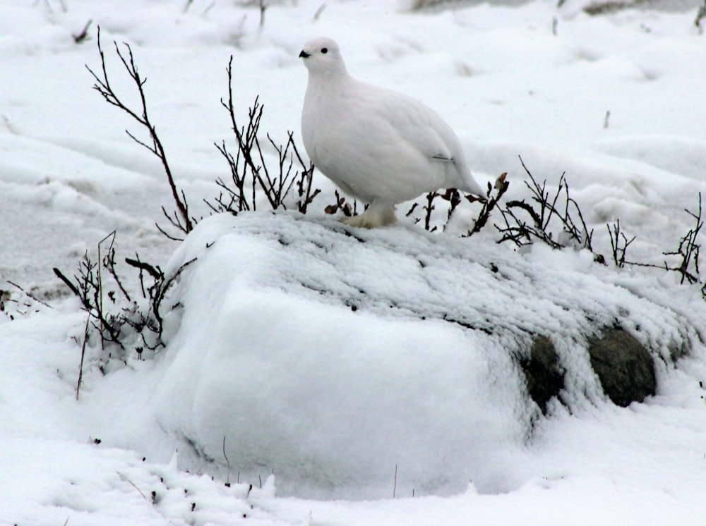 uccello bianco appollaiatosi sulla roccia coperta di neve