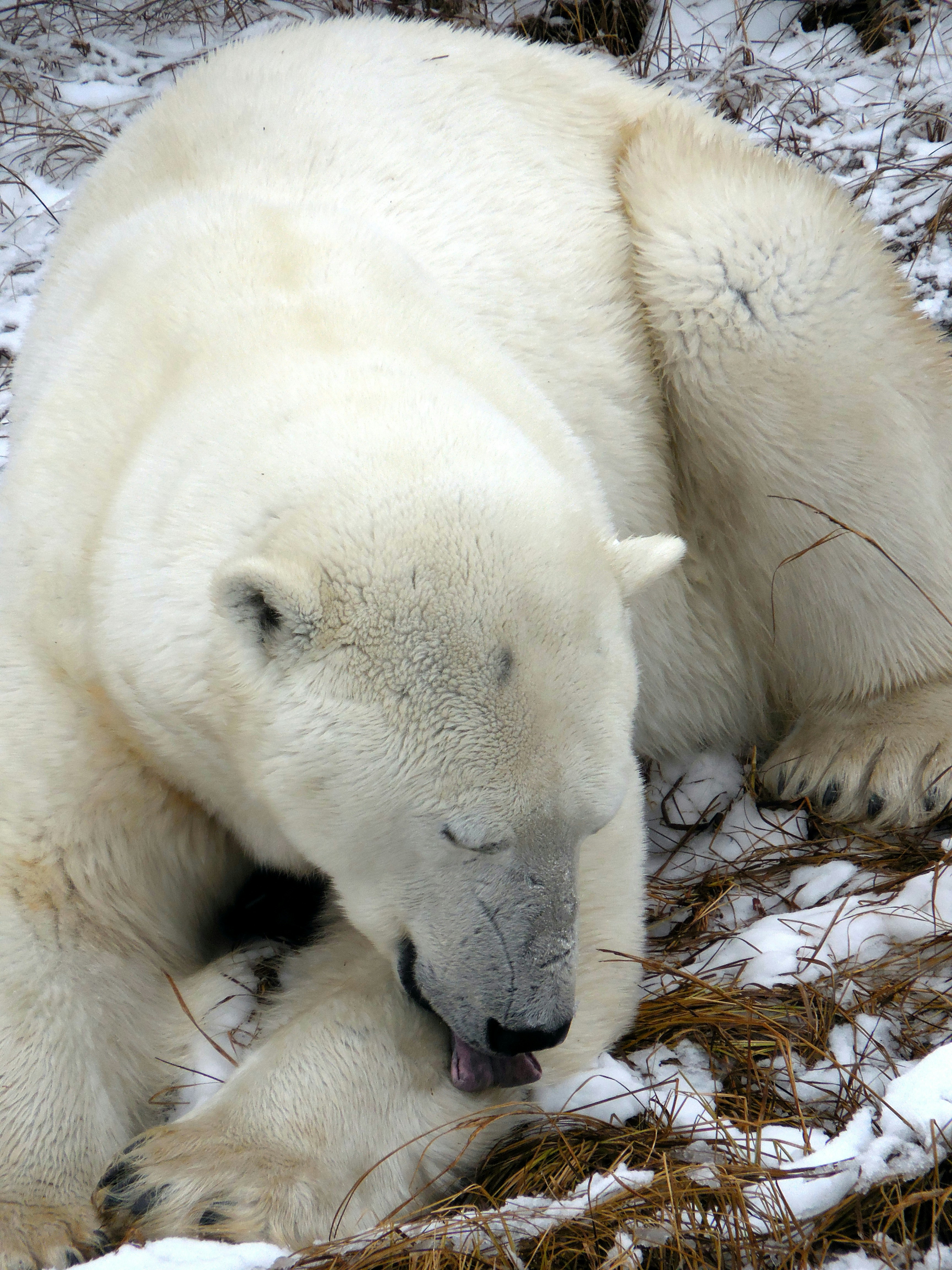polar bear licking it's arm