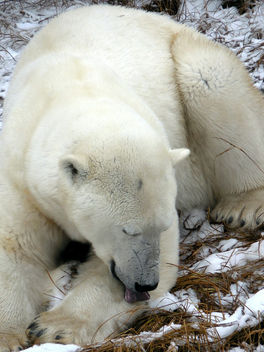 oso polar lamiendo su brazo