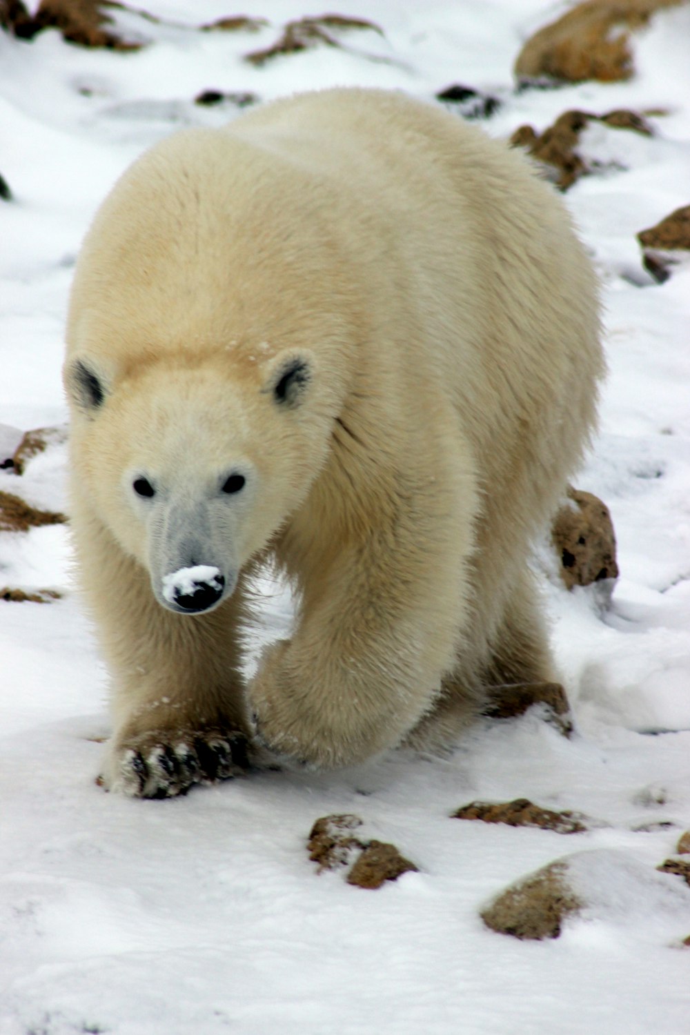 polar bear walking on snow field