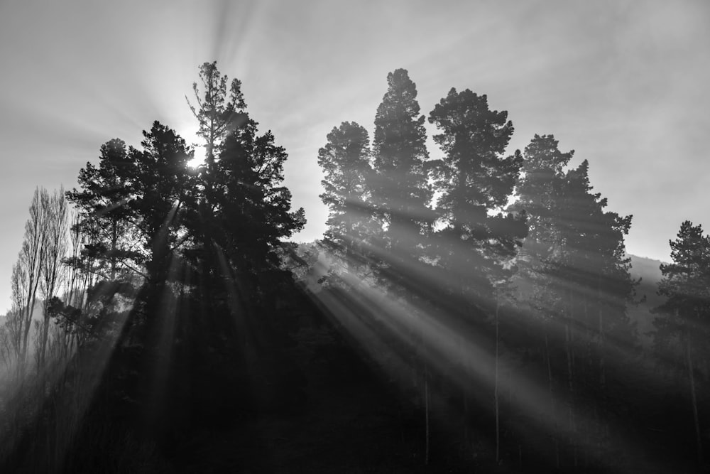 grayscale photo of light through trees