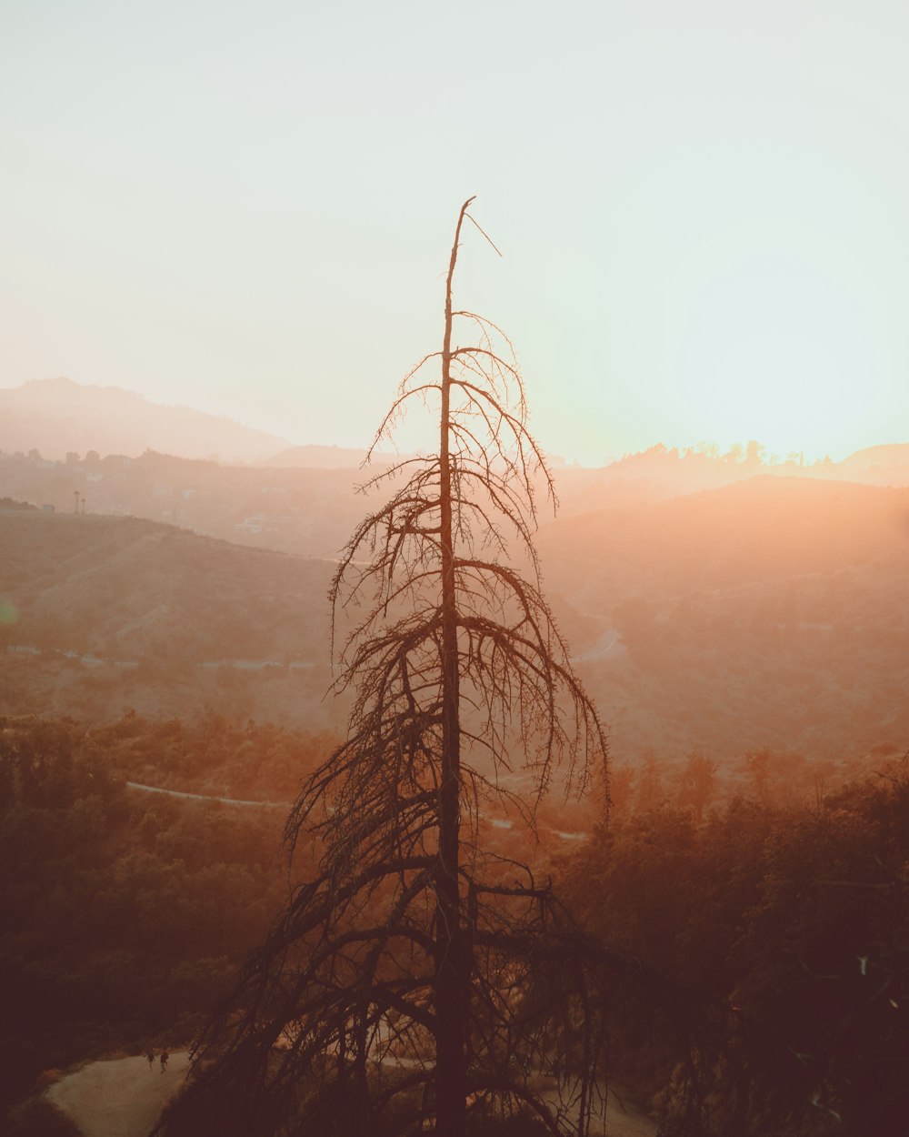 greyscale photography of tree during golden hour