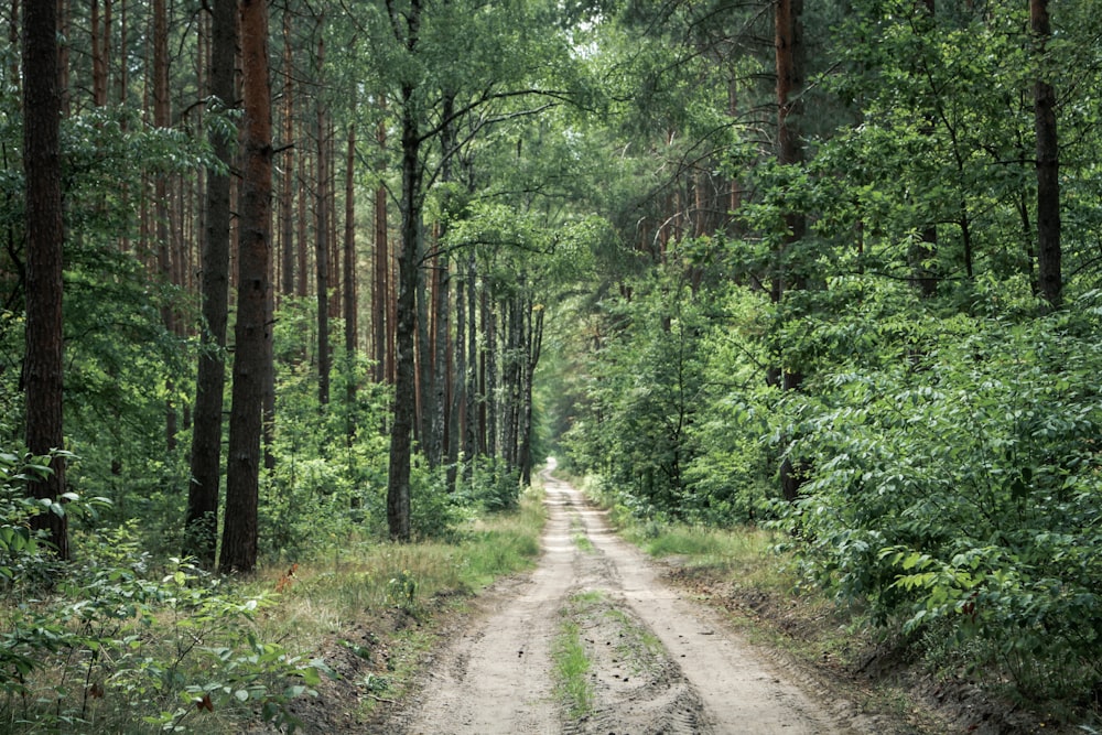 green-leafed trees and plants