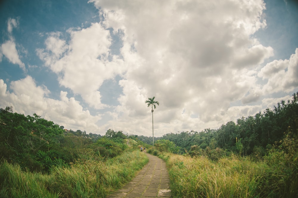 pathway between grass during daytime