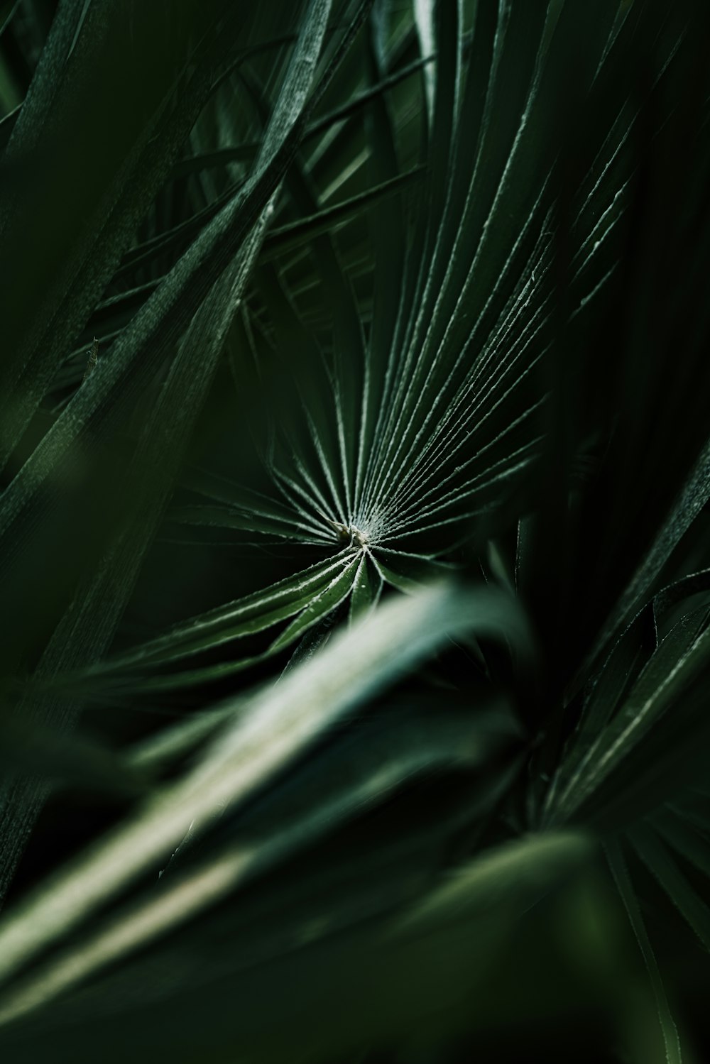 selective focus photography of green fan plant