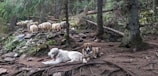 Two dogs rest on the forest floor surrounded by tall trees and rocky terrain. A flock of sheep is seen grazing in the background, partially obscured by the dense foliage of the trees. The scene is tranquil and natural, with the dogs appearing calm and the sheep leisurely grazing.