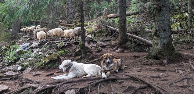 Two dogs rest on the forest floor surrounded by tall trees and rocky terrain. A flock of sheep is seen grazing in the background, partially obscured by the dense foliage of the trees. The scene is tranquil and natural, with the dogs appearing calm and the sheep leisurely grazing.