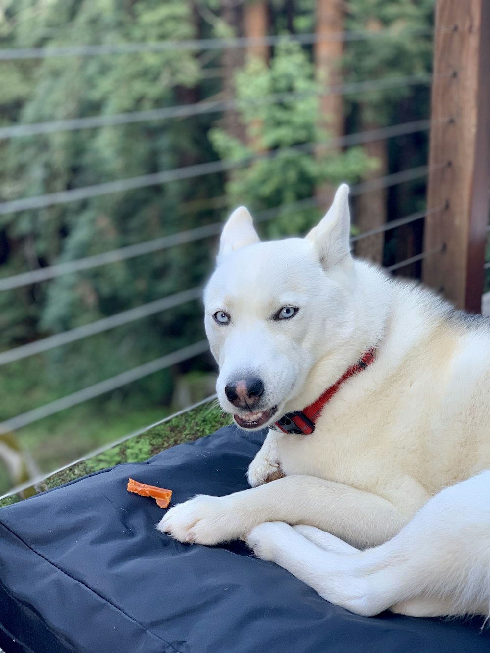 white short-coat dog lying on black textile