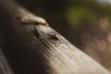 A detailed view of a fishing fly resting on an aged wooden surface. The background is blurred, highlighting the fly and the texture of the wood.