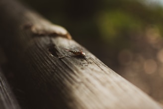 Close-up of a selection of intricately tied dry flies in natural light.