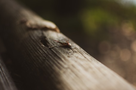 Close-up of a selection of intricately tied dry flies in natural light.