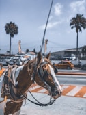 A horse equipped with a saddle and reins stands on a street in an urban setting. In the background, palm trees and a few parked vehicles are visible, along with a small yellow car driving by. The sky is partly cloudy, and the street has distinctive orange and white markings.