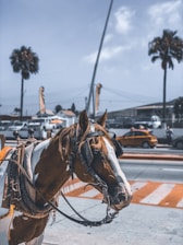 A horse equipped with a saddle and reins stands on a street in an urban setting. In the background, palm trees and a few parked vehicles are visible, along with a small yellow car driving by. The sky is partly cloudy, and the street has distinctive orange and white markings.