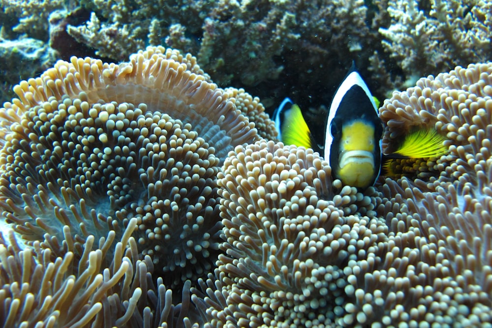 yellow and black fish